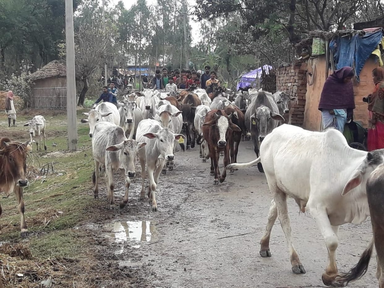 भूख से तड़प रहे थे पशु, छुट्टा छोड़ दिया
