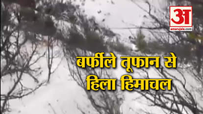 APPLE TREES DAMAGED DUE TO AVALANCHE IN HIMACHAL