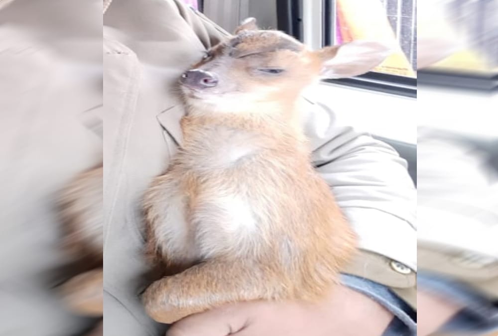 Rare species of Deer caught in dehradun