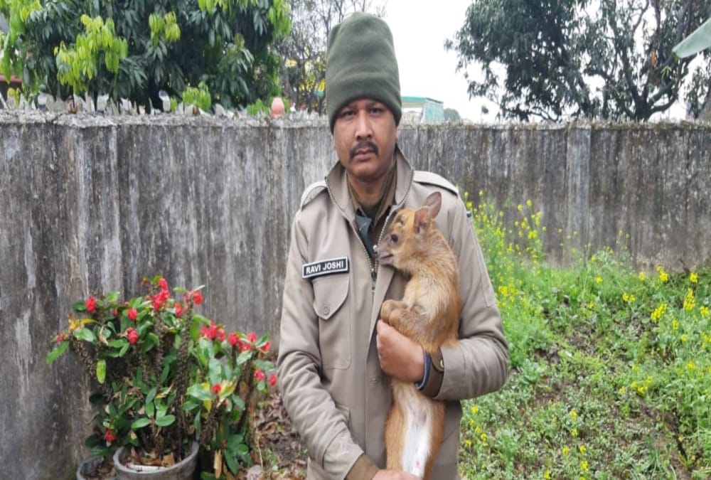Rare species of Deer caught in dehradun