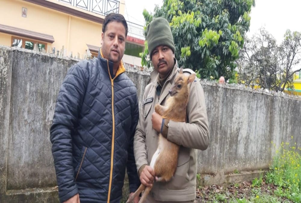 Rare species of Deer caught in dehradun