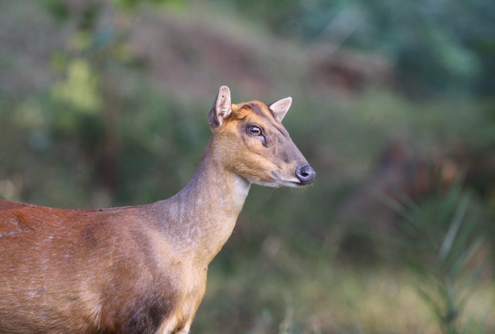 Rare species of Deer caught in dehradun