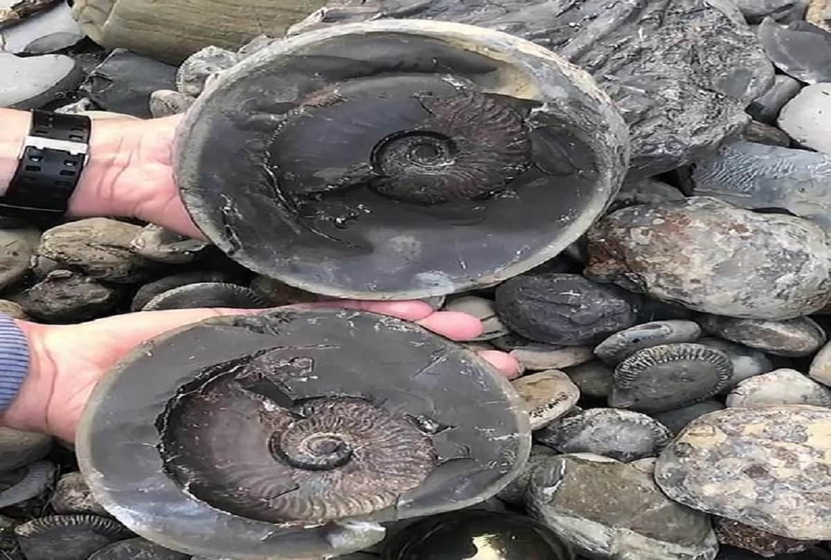 Strange story Student found golden cannonball on beach who opened the 18.5 million year old secret