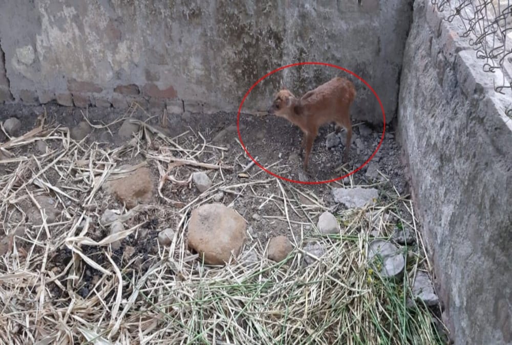 Rare species of Deer caught in dehradun