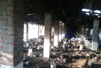 five thousand chicken burnt alive after fire broke out in poultry farm in una himachal