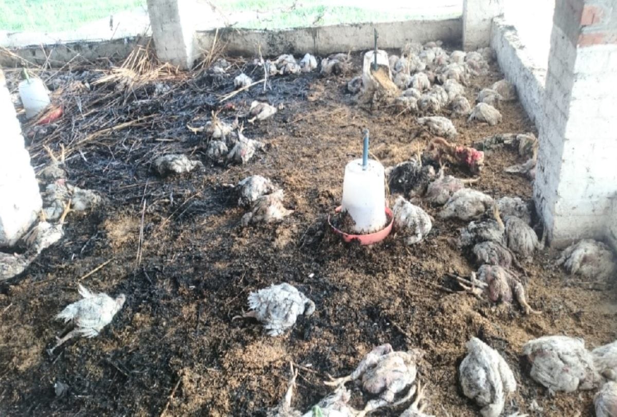 five thousand chicken burnt alive after fire broke out in poultry farm in una himachal