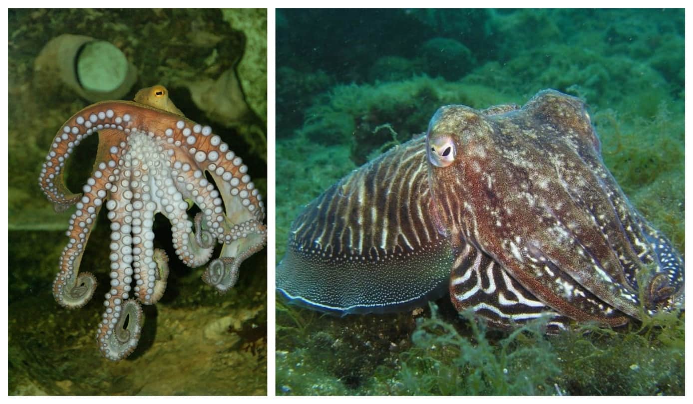 Strange story Student found golden cannonball on beach who opened the 18.5 million year old secret