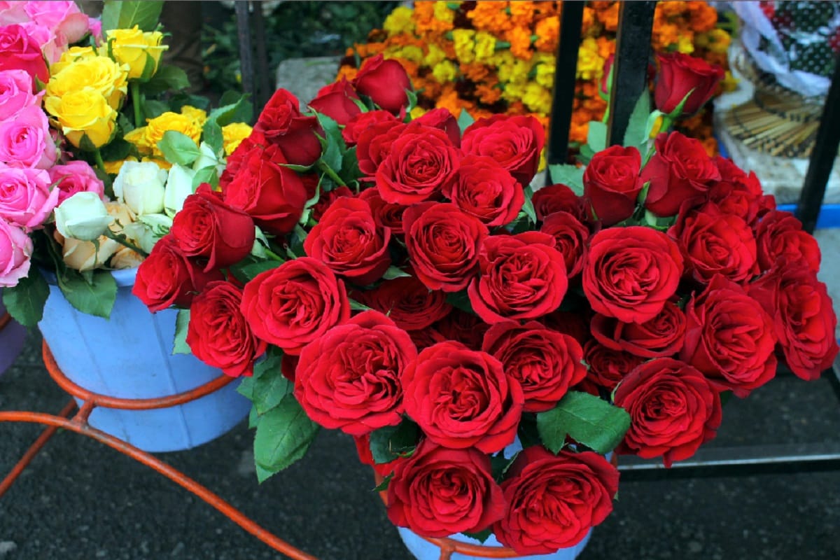 Meerut: Rose Day, Daughters changed the meaning of Valentin and made a career and,