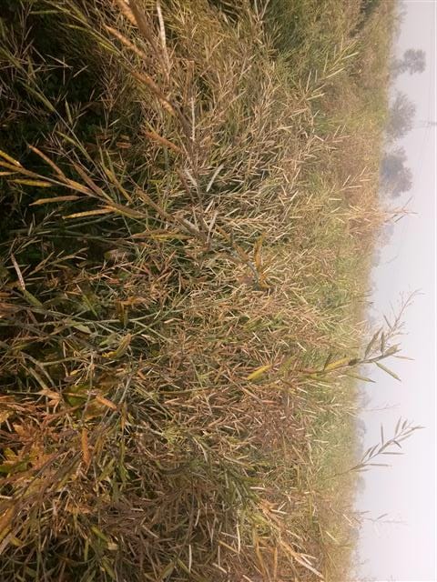 500 hectares of mustard seed waste from rain and hailstorm