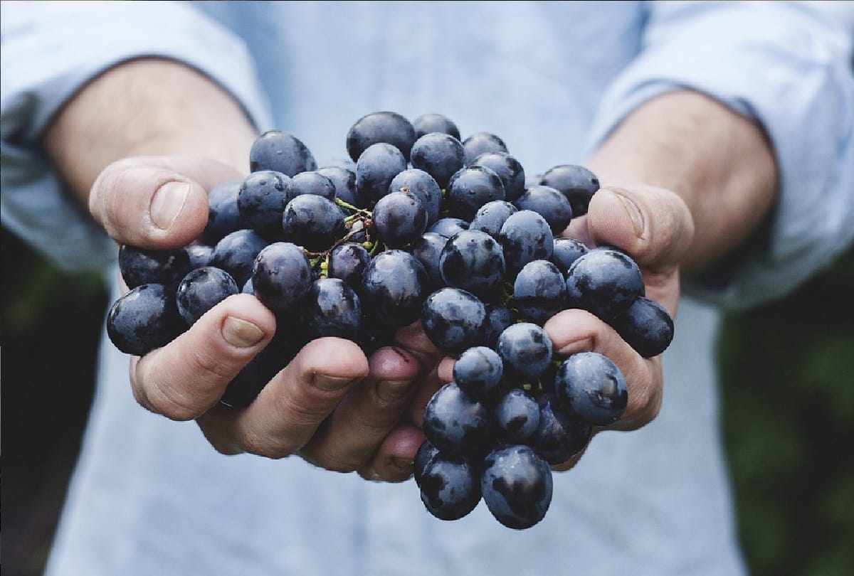 you need to know fruits benefits and drawbacks