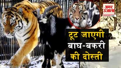 Timur Goat and Amur Tiger story