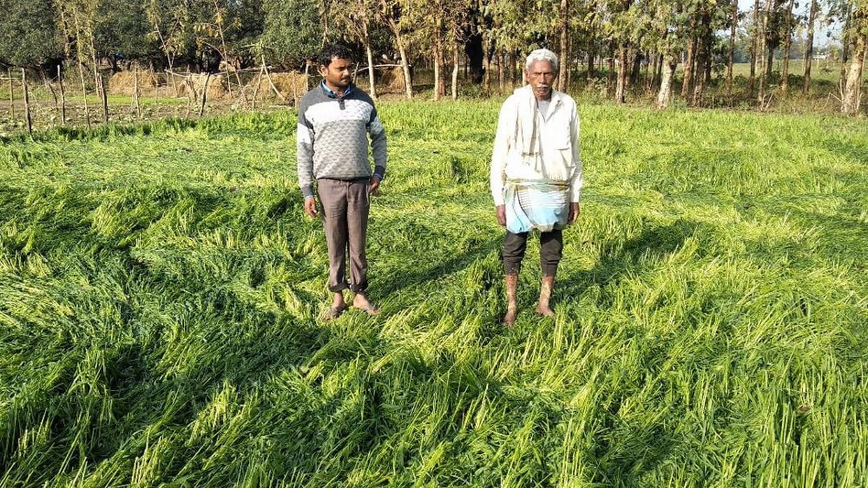 ओलावृष्टि से फसल बर्बाद, किसान परेशान