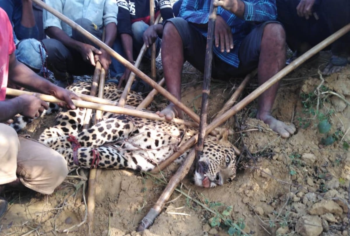 Villagers caught in leopard in Pratapgarh