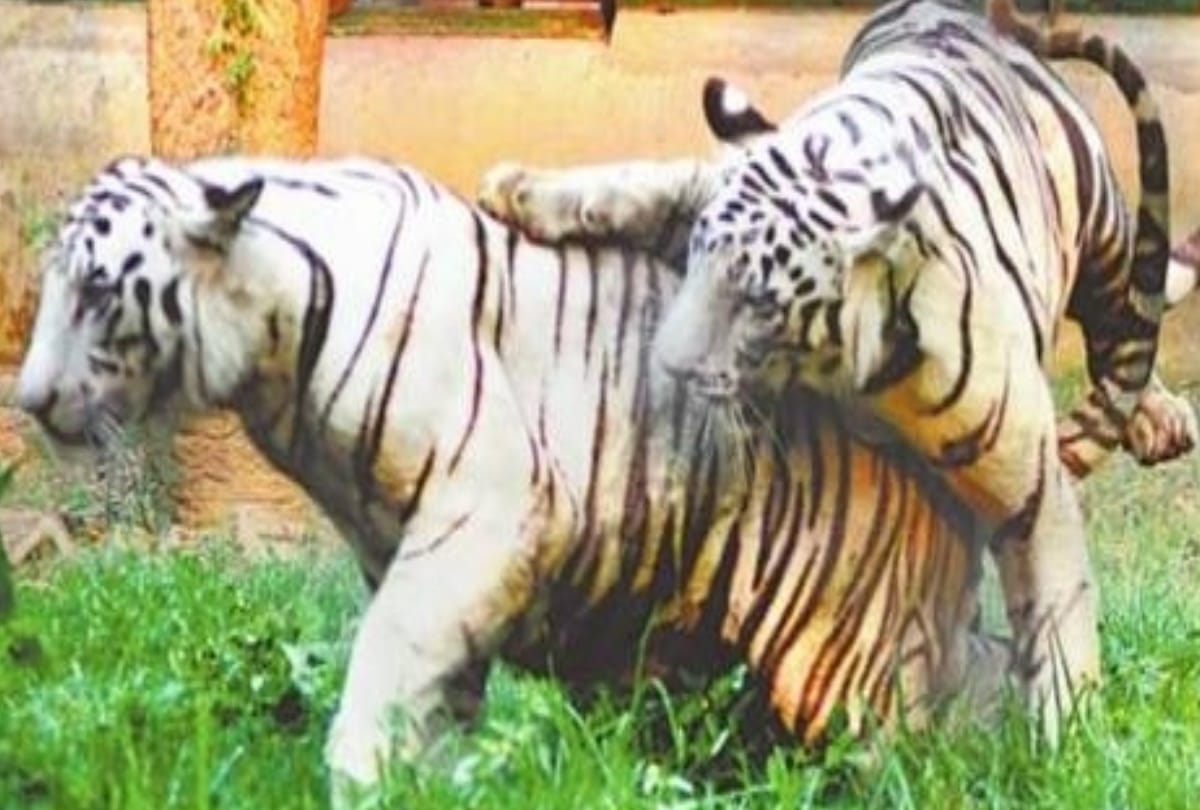 one white tiger will be sent to delhi from lucknow zoo