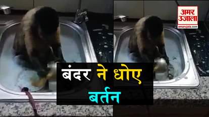 monkey entered in kitchen three viral videos in three minutes