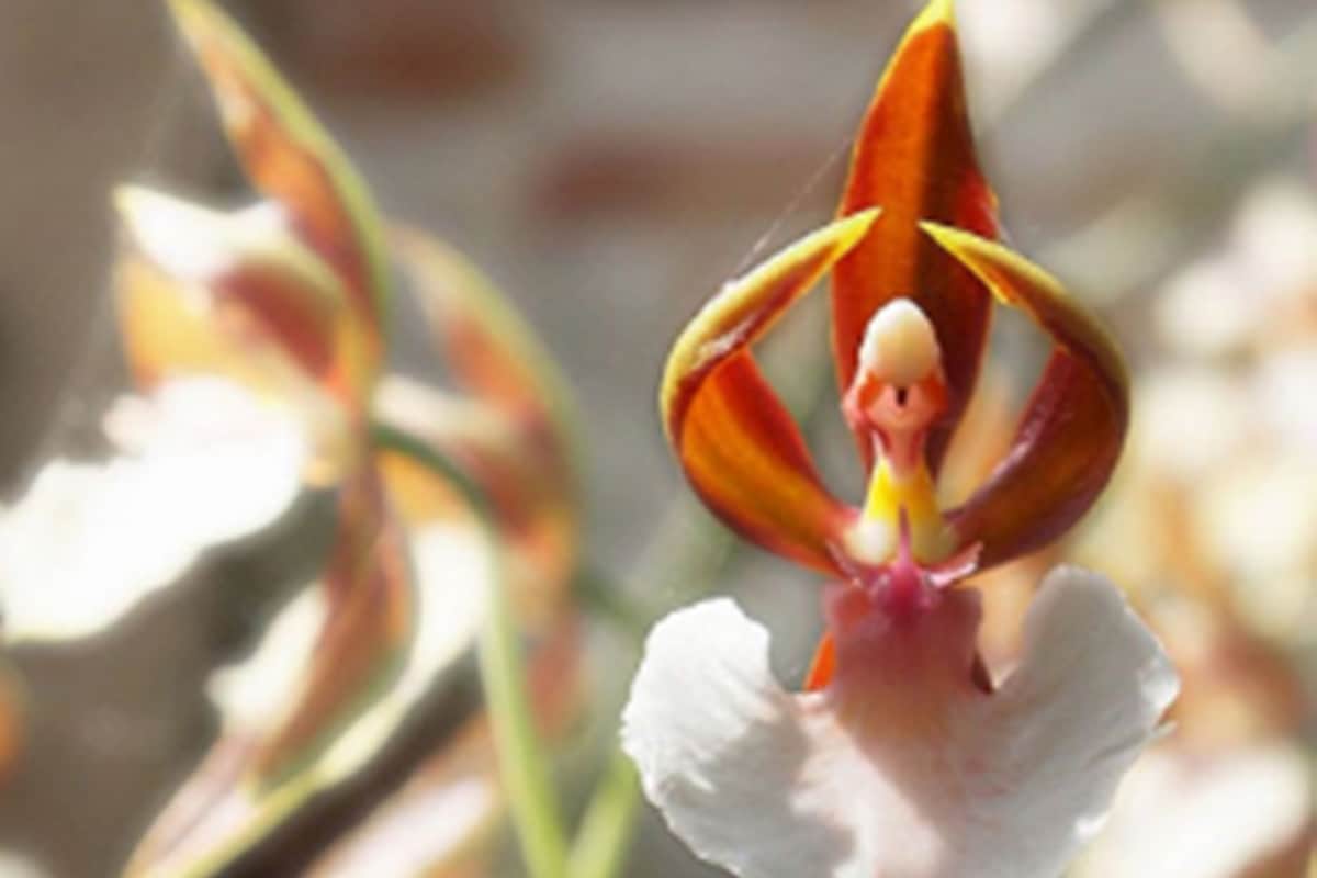 hese weird flowers are most beautiful then roses you will be mesmerised by their beauty