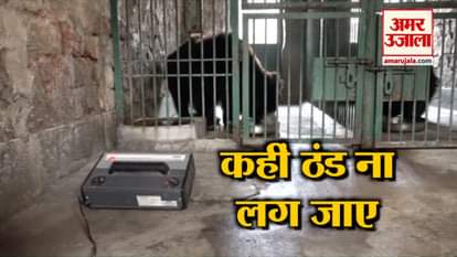 Bears get special care to beat the harsh winters in Agra