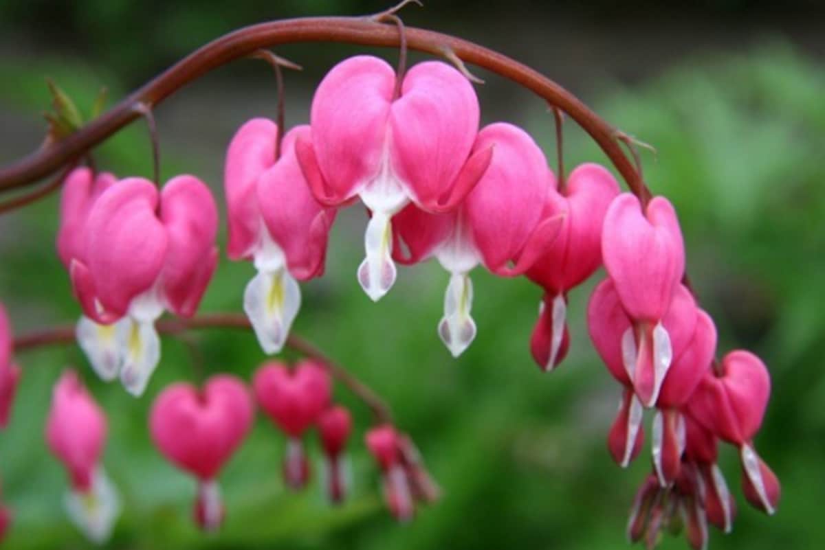 hese weird flowers are most beautiful then roses you will be mesmerised by their beauty