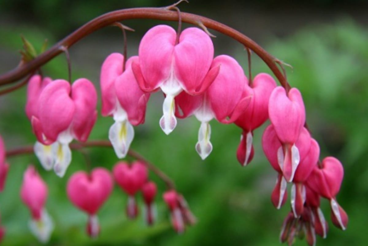 hese weird flowers are most beautiful then roses you will be mesmerised by their beauty