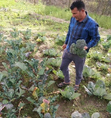 Broccoli for the first time in the field