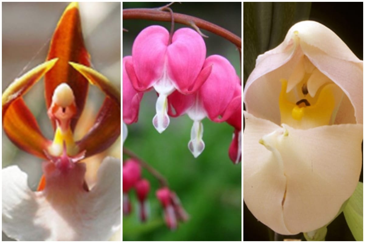 hese weird flowers are most beautiful then roses you will be mesmerised by their beauty