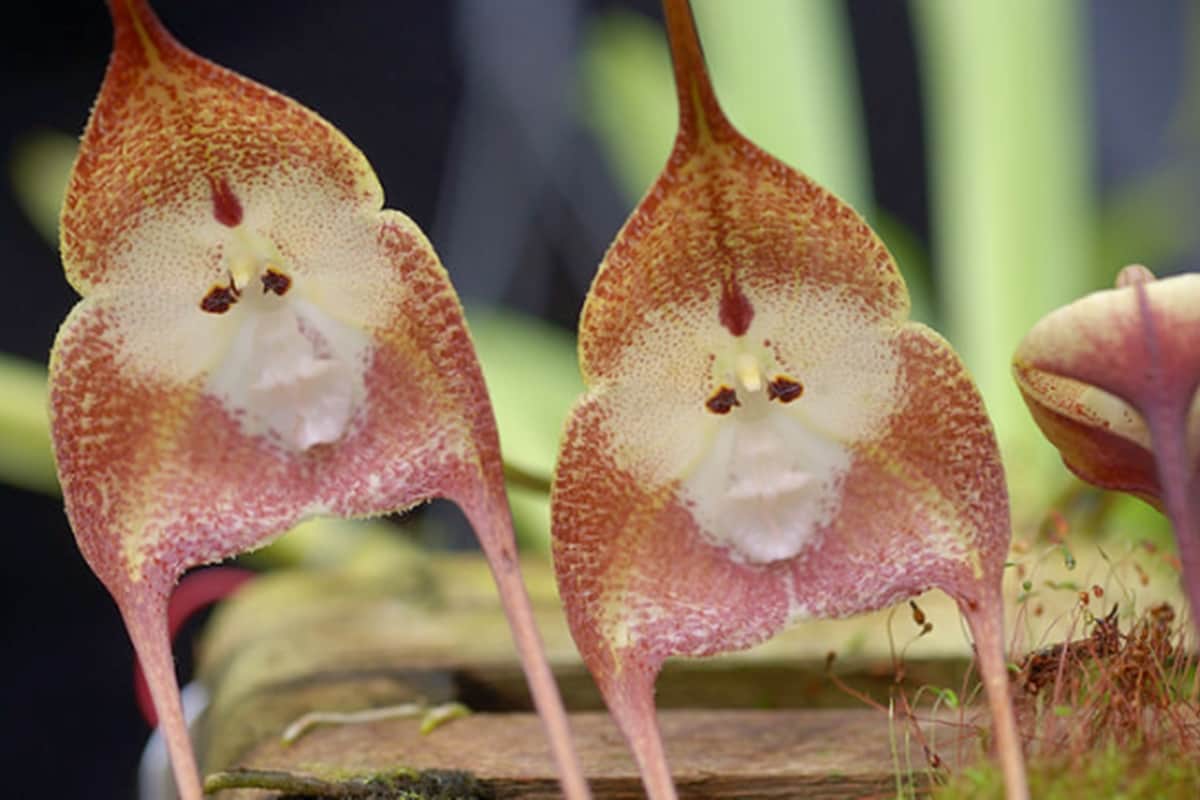 hese weird flowers are most beautiful then roses you will be mesmerised by their beauty