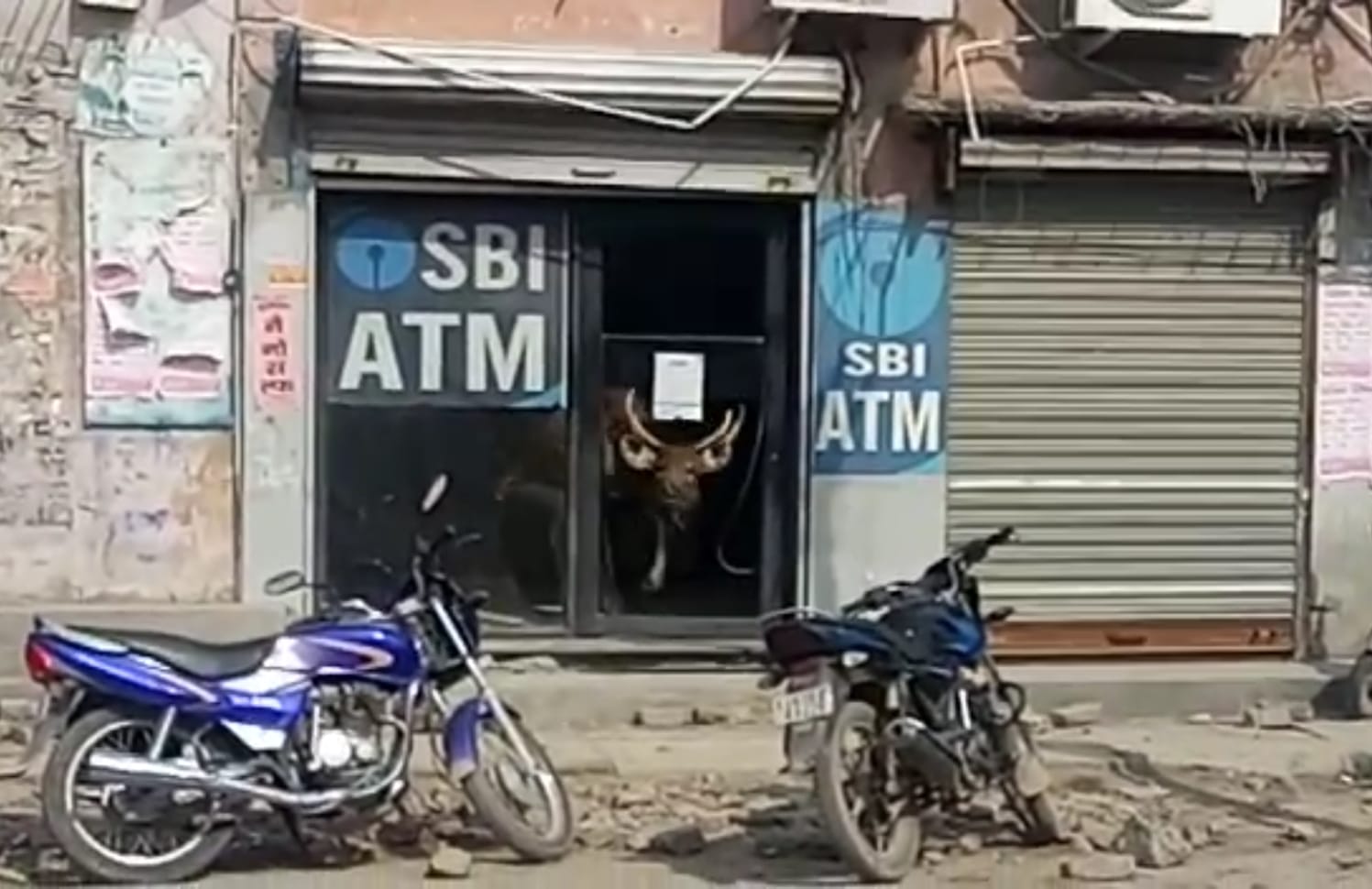 Sambhar Enter in market peoples afraid in Gadarpur