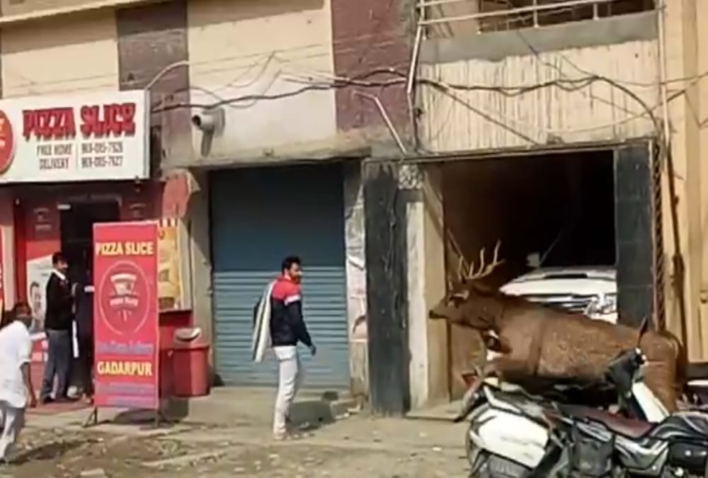 Sambhar Enter in market peoples afraid in Gadarpur