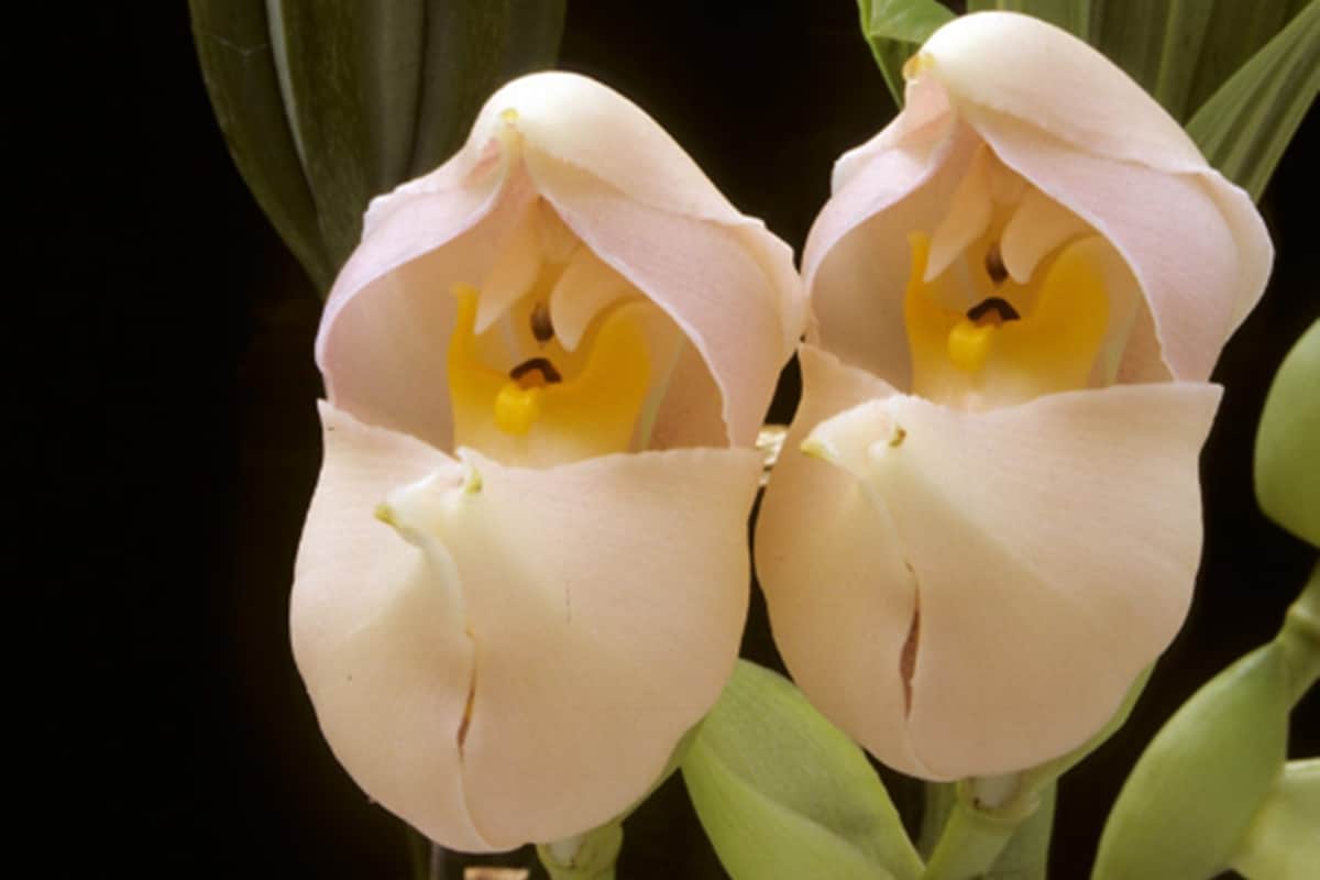 hese weird flowers are most beautiful then roses you will be mesmerised by their beauty