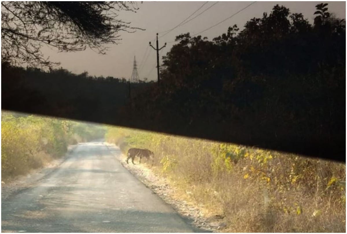 Tiger spotted in gujarat after 27 years tiger zinda hai big cat