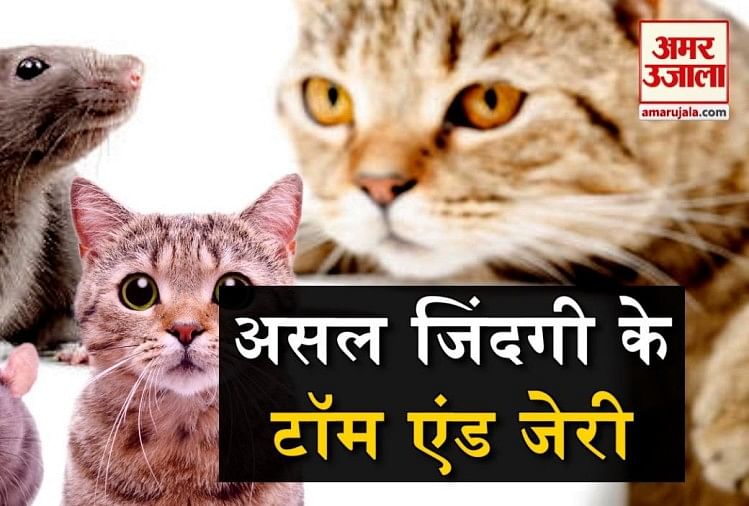 चूहे-बिल्ली की दुश्मनी तो सुनी होगी, अब देख भी लीजिए - Real Life Tom And  Jerry Viral Videos- Amar Ujala Hindi News Live