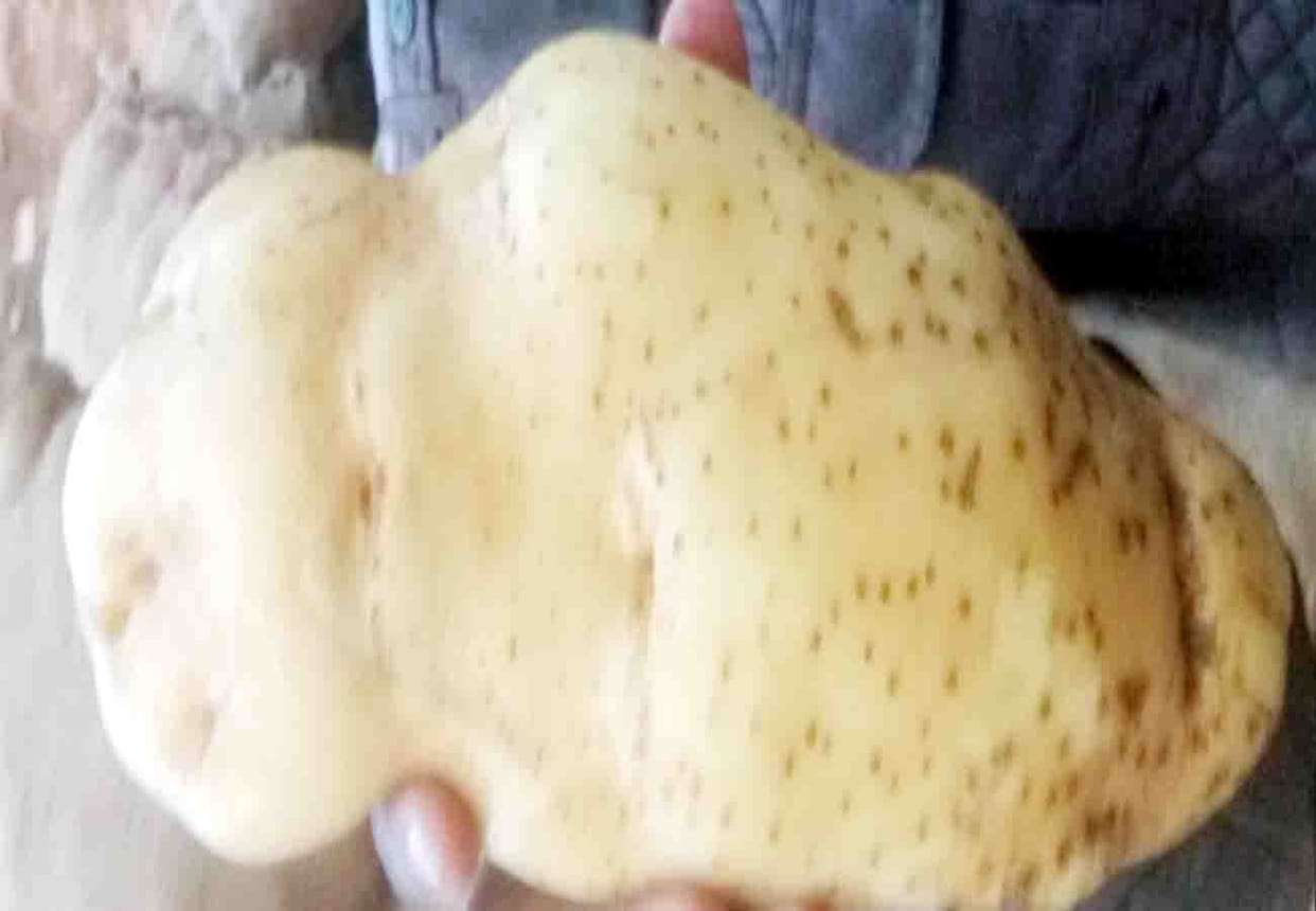 one kilogram and seven hundred gram potatoes became famous