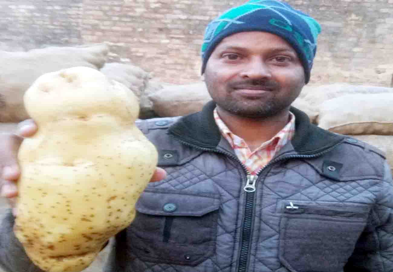 one kilogram and seven hundred gram potatoes became famous