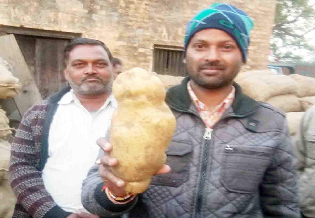 one kilogram and seven hundred gram potatoes became famous