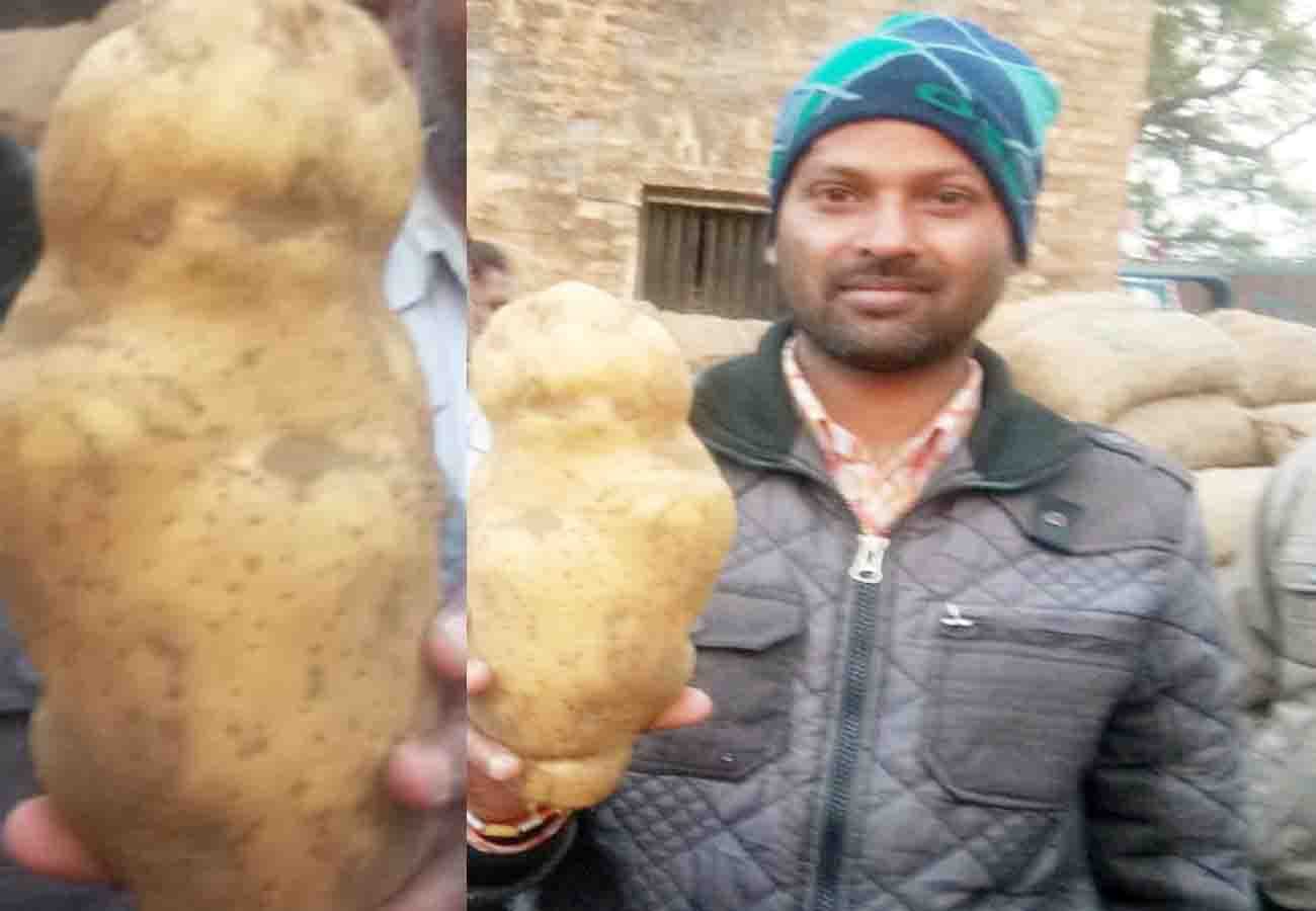 one kilogram and seven hundred gram potatoes became famous