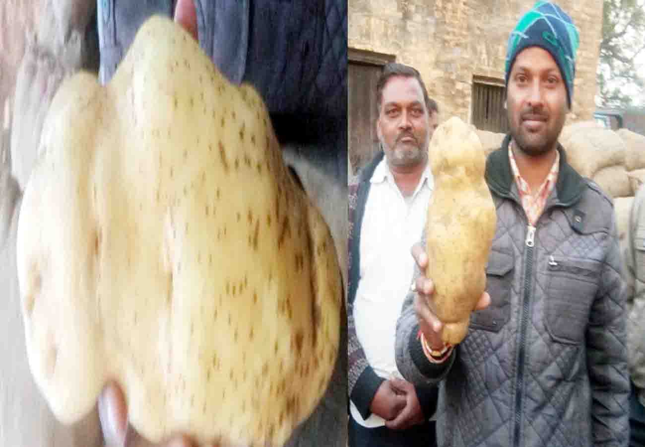 one kilogram and seven hundred gram potatoes became famous