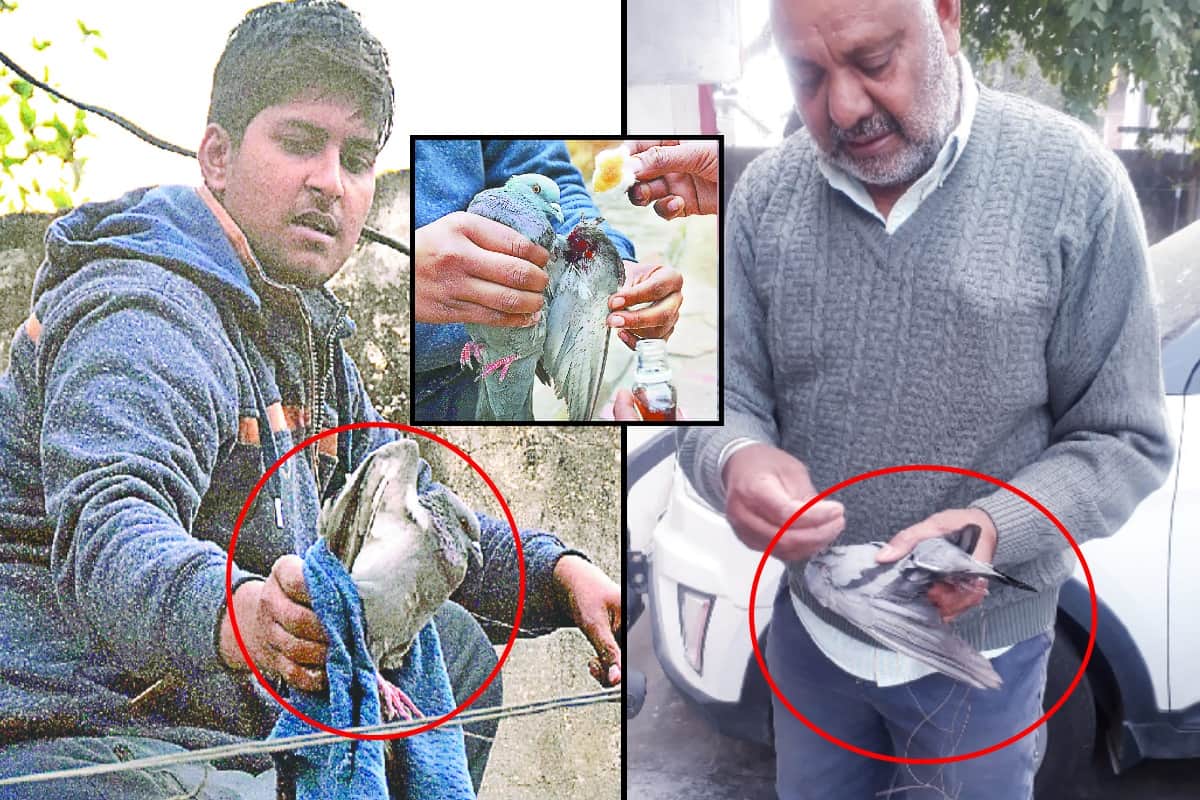 Chinese reels of kites are becoming fatal for the birds, Meerut people saved the life of the owl
