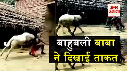 goat and old man viral video