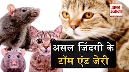 real life tom and jerry viral videos