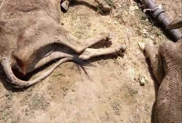 पांच गोवंशों के अवशेष मिलने से मचा हड़कंप पुलिस के हाथ पांव फूले Cattle Dead Body Found In 9797