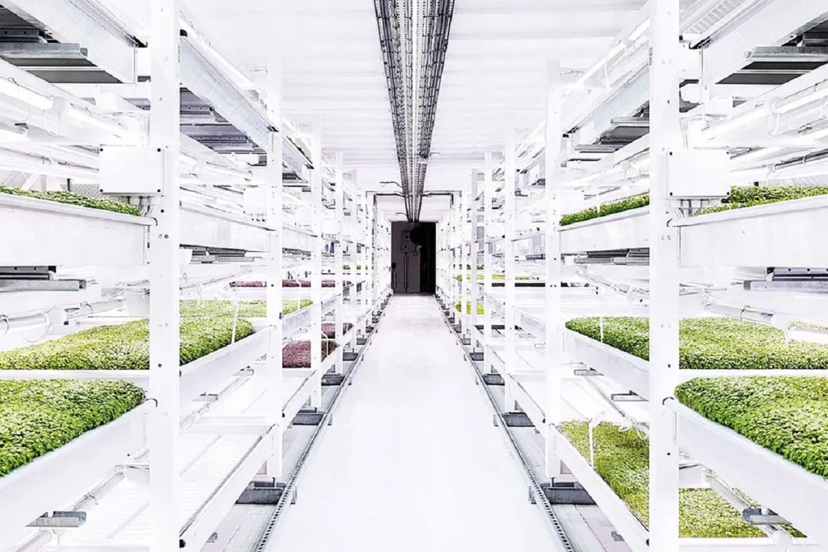 new farming ideas commercial farming On rooftops and in tunnels in cities to teach farming