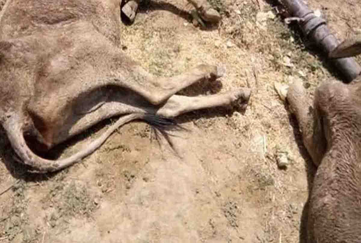 cattle dead body found in unnao
