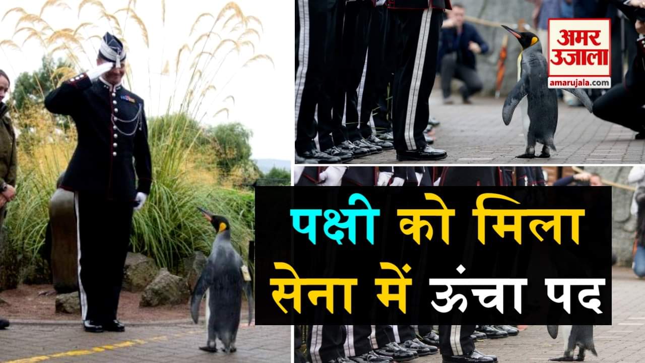 डिजाइन पिक्चर