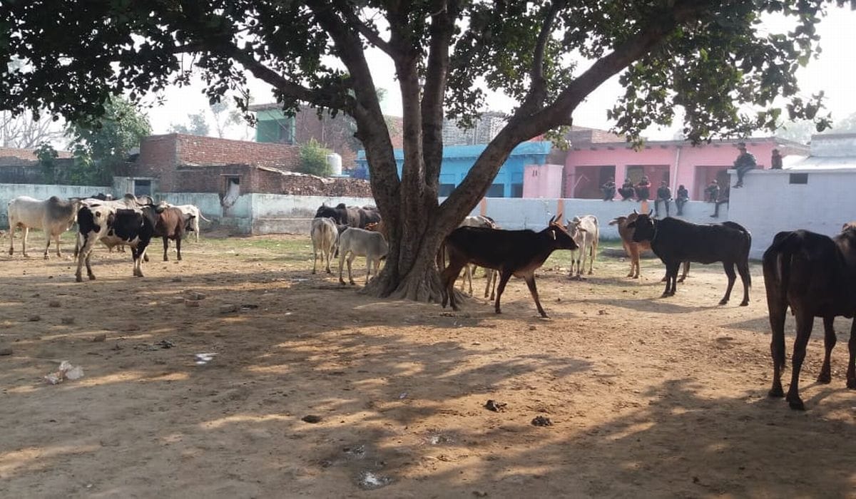 विद्यालय में बंद किया गोवंश
