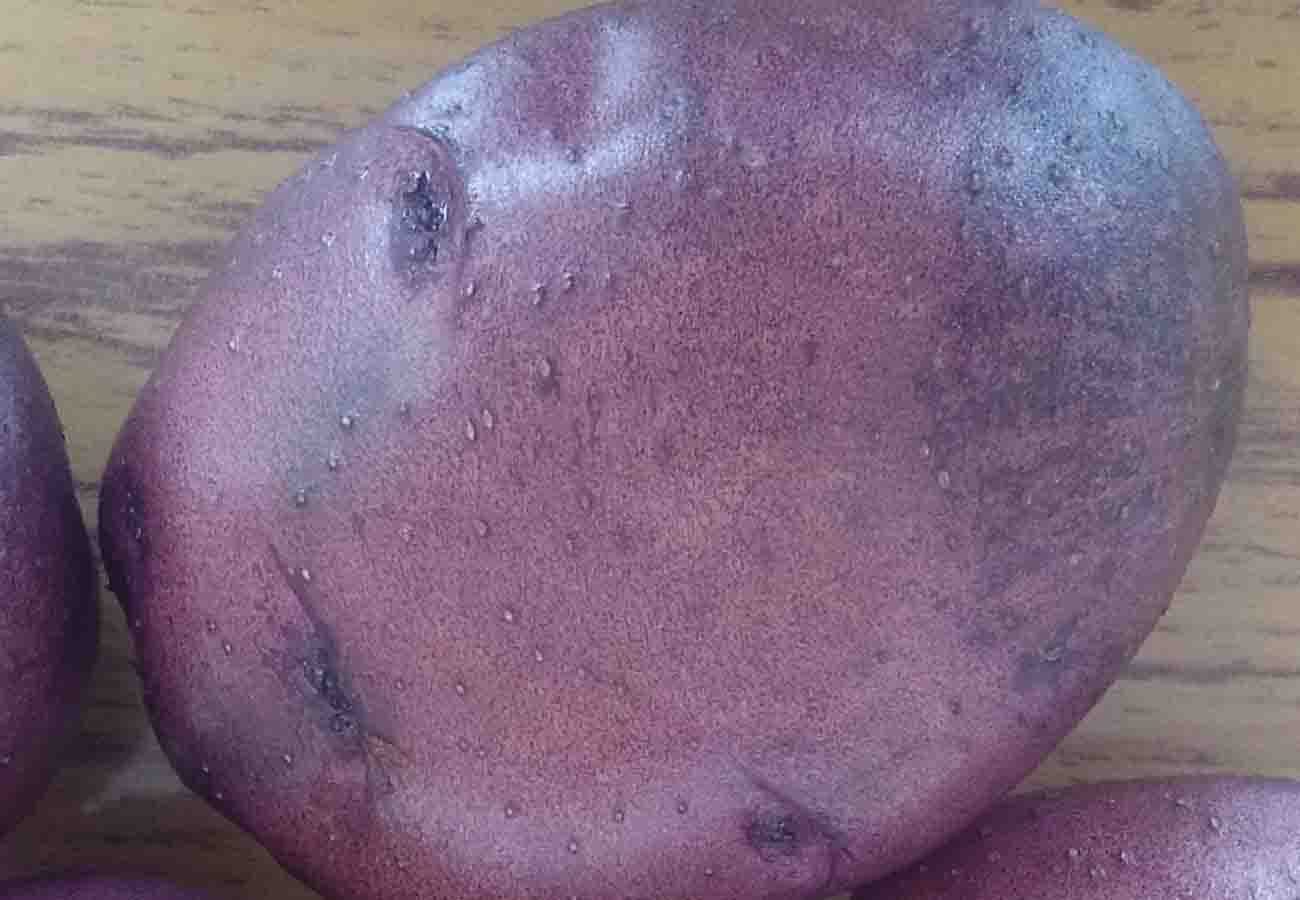 special potato and its quality