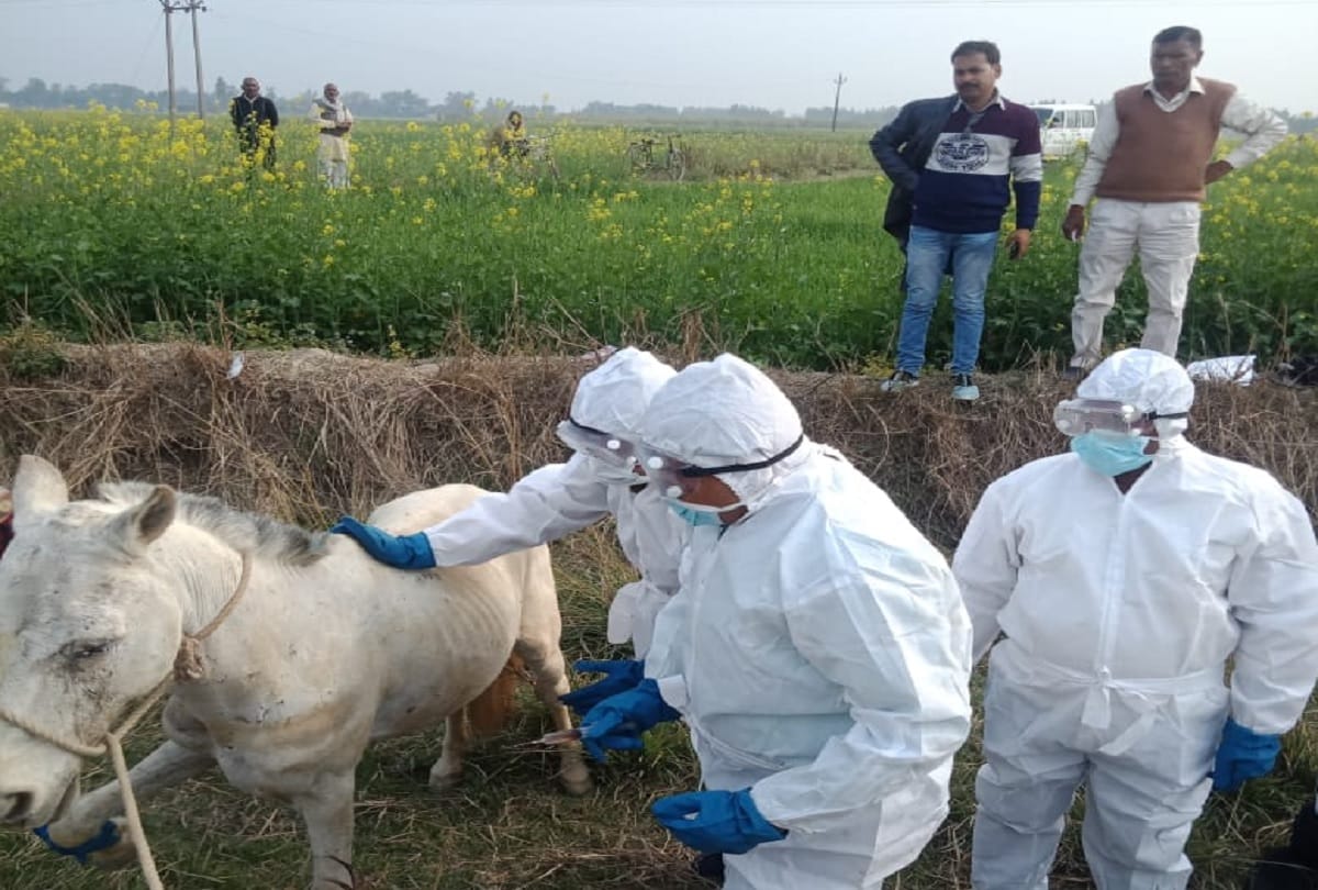 horse suffering from gliders killed by injection in sant kabir nagar