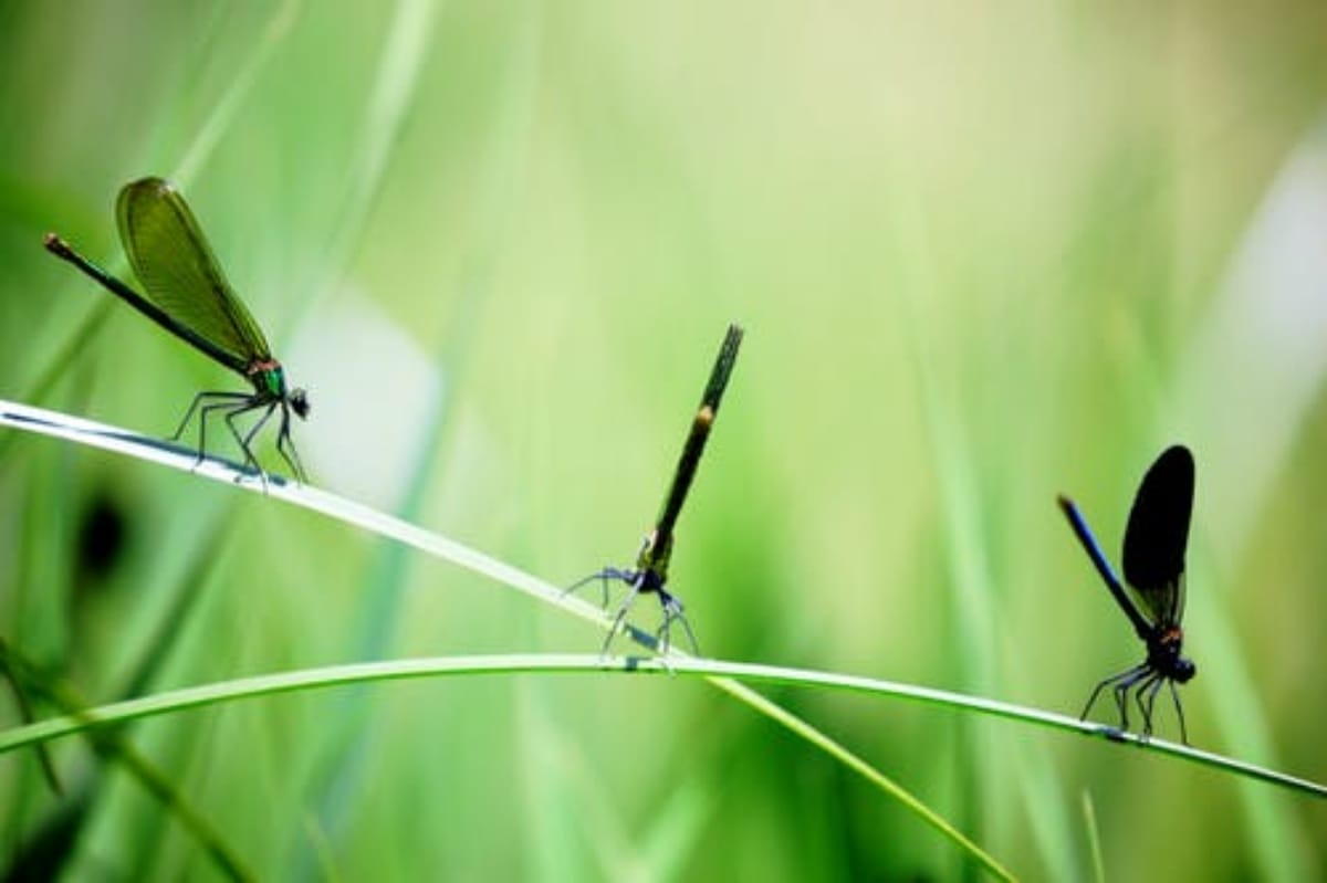 The world insects are extinction and could vanish in 100 years