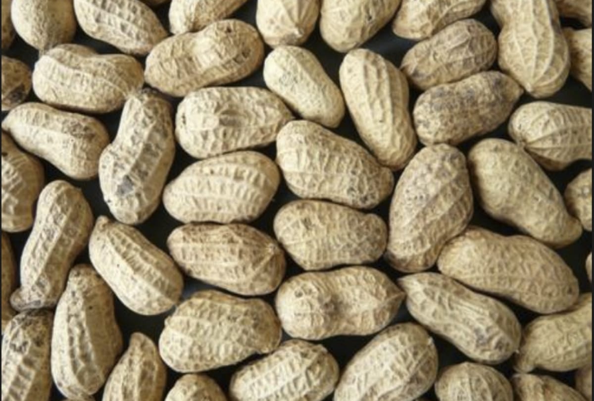 Haryana government will buy peanut on MSP