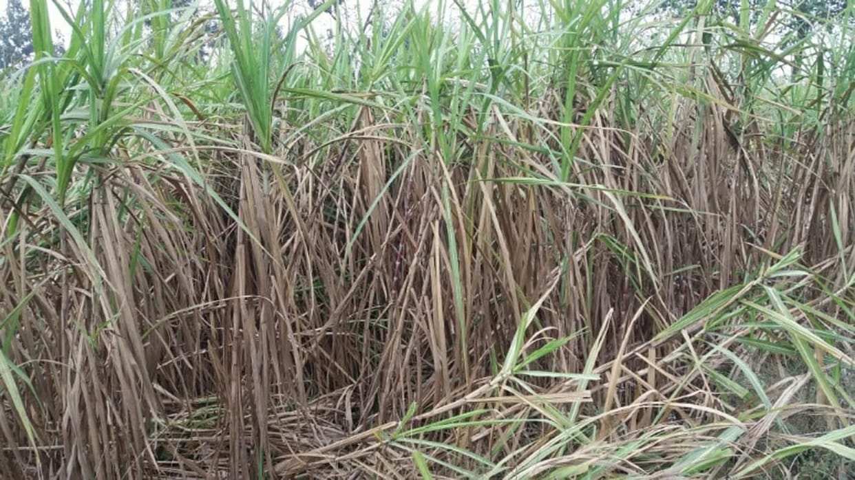 गन्ना का उत्पादन घटा, बढ़ी रिकवरी