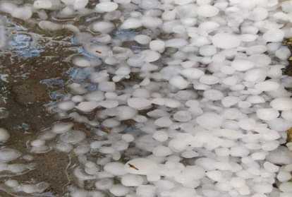 आलोवृष्टि से हुआ भारी नुकसान